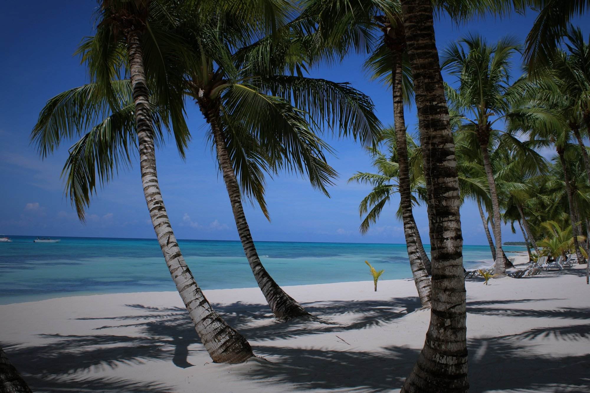 Palm trees leaning over a white-sand beach and turquoise sea in Punta Cana